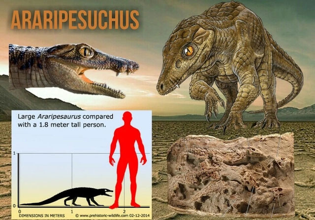 100 triệu năm trước, sa mạc Sahara là nơi sinh sống của cá sấu có thể chạy như một vận động viên