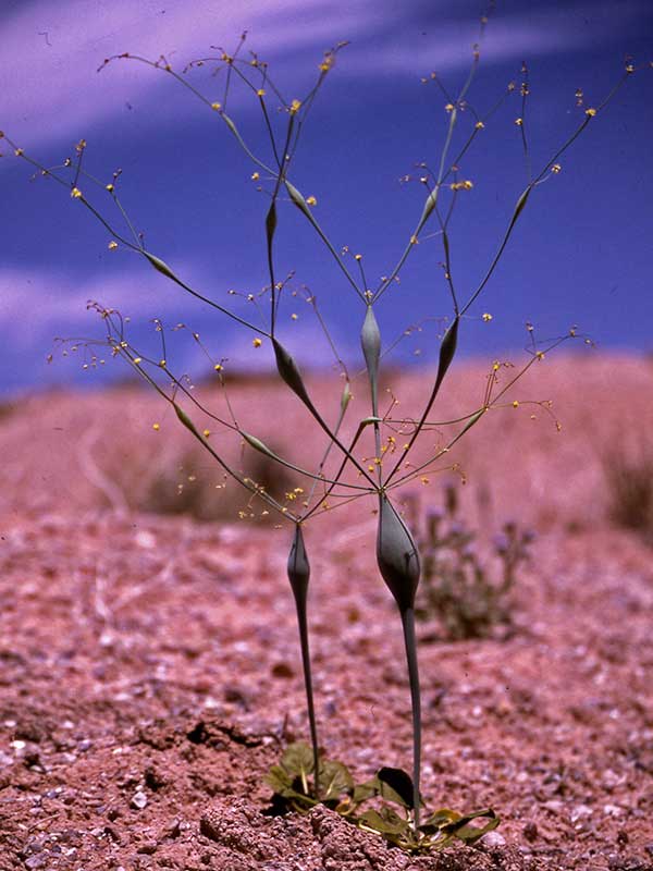 Các nhà khoa học đã nhận thấy cây kèn sa mạc thường mọc ở khu vực có mỏ vàng| Tân Thế Kỷ