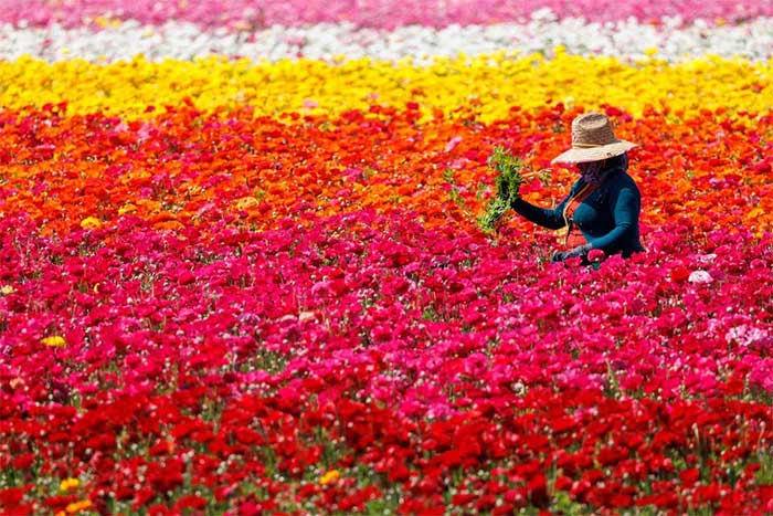 Phát hiện về lịch sử tiến hóa của thực vật có hoa