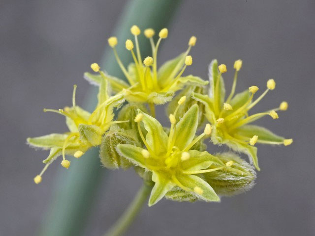  Hoa của kèn sa mạc có màu vàng xen lẫn xanh lá. 
