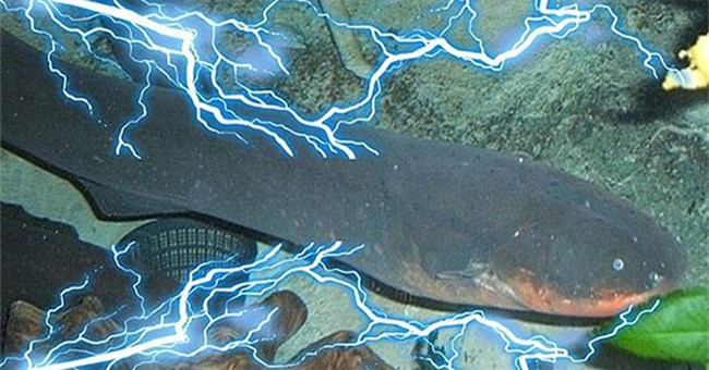 Tạo ra nguồn điện khiến cá sấu còn phải chạy, tại sao lươn điện lại không bị điện giật?