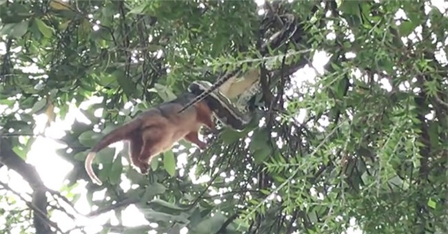 Nghe tiếng động, người đàn ông chứng kiến cảnh tượng đáng sợ trên cây