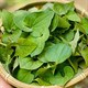 Loại lá vị tanh nồng là "thuốc hạ đường huyết" cực nhạy, mọc đầy ở bờ ruộng của người Việt 