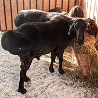 Giống cừu 200kg ở Tajikistan giúp ứng phó với biến đổi khí hậu