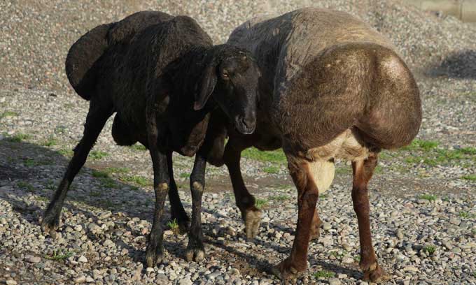 Giống cừu nặng 200kg ở Tajikistan giúp ứng phó biến đổi khí hậu