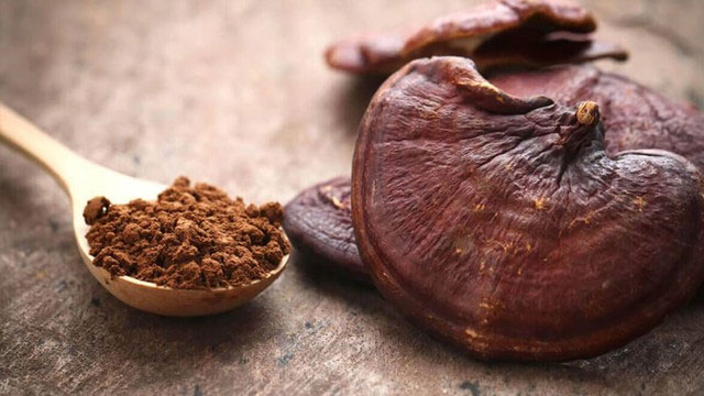 Việt Nam có loại “nấm trường thọ” chứa hơn 400 dưỡng chất quý giá