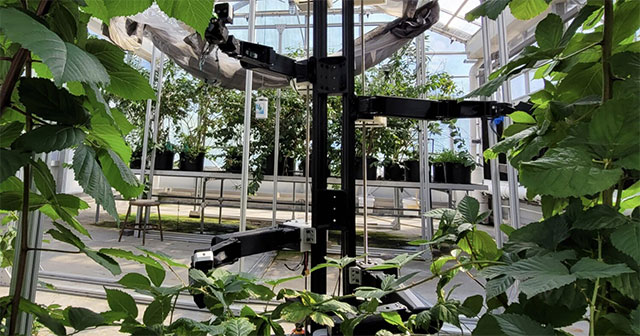 Robot thụ phấn 6 tay hoạt động trong nhà kính