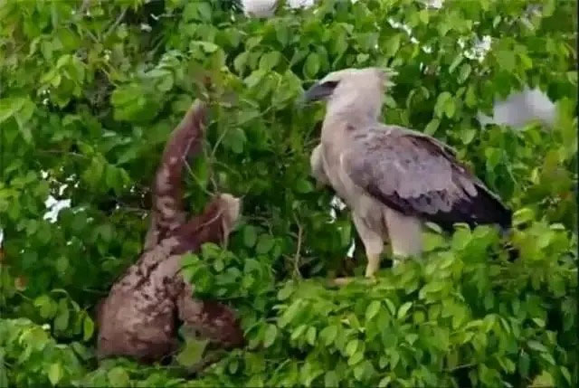 Tại sao con lười chậm chạp nhưng không bị tuyệt chủng?