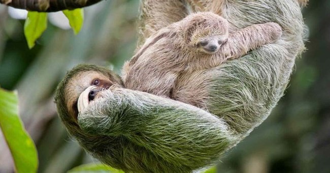 Tại sao con lười chậm chạp nhưng không bị tuyệt chủng?