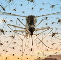 Los Angeles thả 20.000 muỗi đực để diệt muỗi vằn