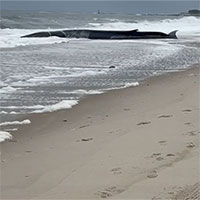 Video: Cá voi khổng lồ dài hơn 15 mét mắc cạn ở bờ biển