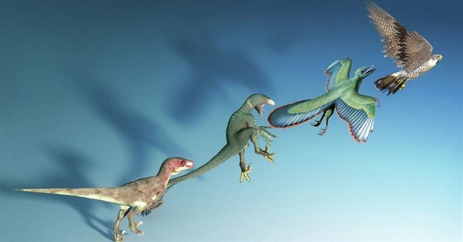 Nếu chim tiến hóa từ khủng long thì tại sao chim lại tiến hóa mỏ?