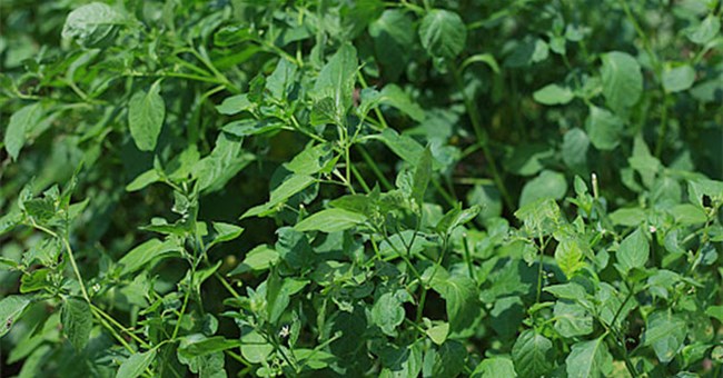 Loại lá từng là cỏ mọc hoang, nay quý như “đặc sản”: Giàu vitamin, chống ung thư, tiểu đường hiệu quả