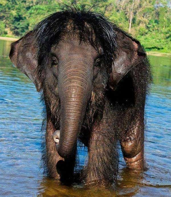 Tại sao voi con châu Á có lông dài? Về mặt di truyền, chúng có gần voi ma mút hơn không?