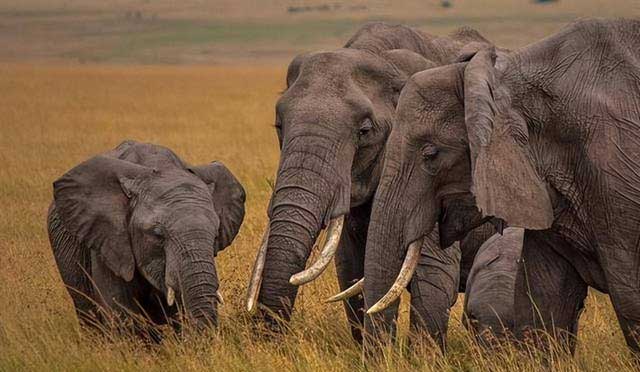 Tại sao voi con châu Á có lông dài? Về mặt di truyền, chúng có gần voi ma mút hơn không?