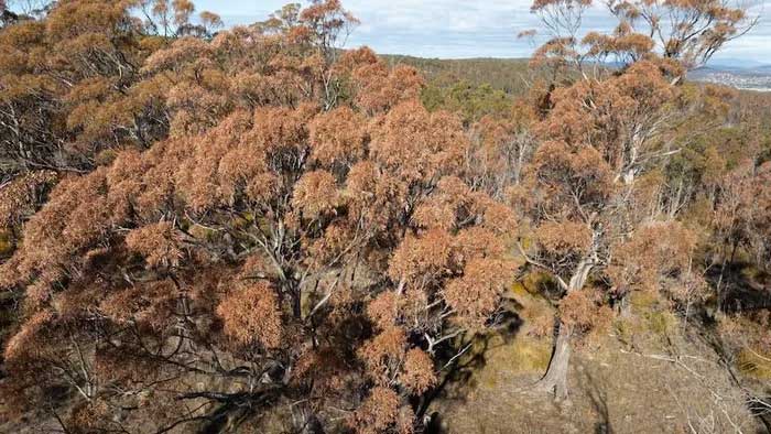 Rừng nguyên sinh Australia chết hàng loạt do hạn hán và biến đổi khí hậu