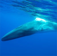 Nhật bắt đầu săn cá voi lớn thứ hai trên Trái đất