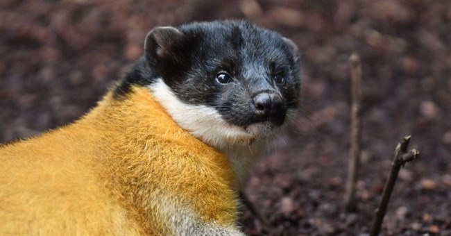 Vì sao loài chồn chỉ nặng vài cân lại có thể săn được lợn rừng nặng 250kg?