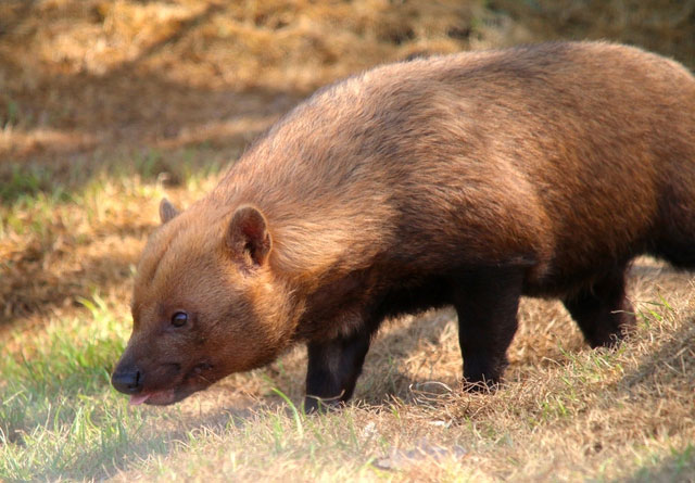 Với mặt gấu, miệng cáo, chân có màng và răng giống mèo, liệu Bush dog ...