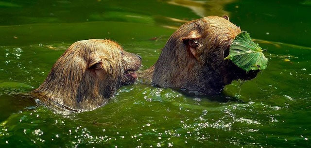 Với mặt gấu, miệng cáo, chân có màng và răng giống mèo, liệu Bush dog có thực sự là một loại chó?