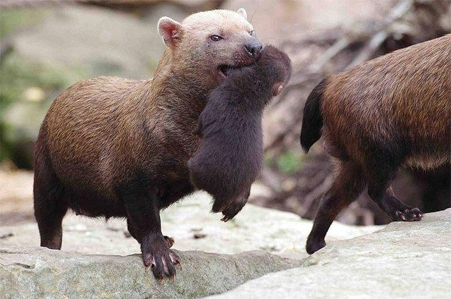 Với mặt gấu, miệng cáo, chân có màng và răng giống mèo, liệu Bush dog có thực sự là một loại chó?