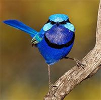 Những chú chim rực rỡ sắc màu nhất thế giới