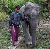 Đâu là nguyên nhân dẫn đến mối thù truyền kiếp hàng thế kỷ giữa con người và voi châu Á?