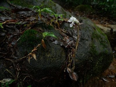 Loại cỏ mọc ở vách núi, khe suối Việt Nam khiến thương gia Trung Quốc chồng tiền cả trăm triệu để mua