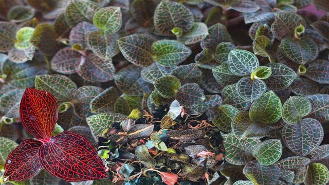 Loại cỏ mọc ở vách núi, khe suối Việt Nam khiến thương gia Trung Quốc chồng tiền cả trăm triệu để mua