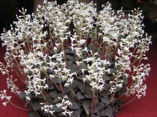 Loại cỏ mọc ở vách núi, khe suối Việt Nam khiến thương gia Trung Quốc chồng tiền cả trăm triệu để mua