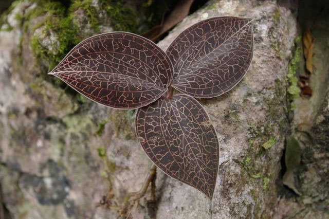 Loại cỏ mọc ở vách núi, khe suối Việt Nam khiến thương gia Trung Quốc chồng tiền cả trăm triệu để mua