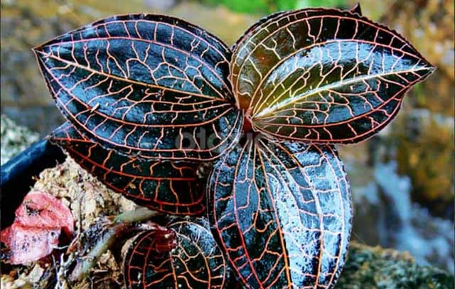 Loại cỏ mọc ở vách núi, khe suối Việt Nam khiến thương gia Trung Quốc chồng tiền cả trăm triệu để mua