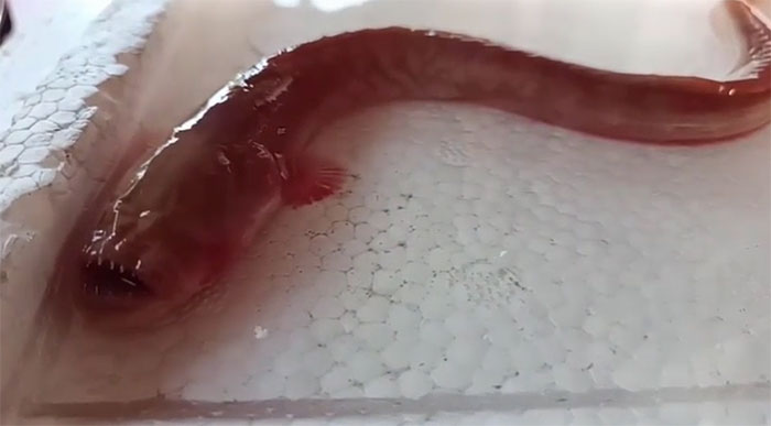 Con vật có màu hồng và những chiếc răng như thủy tinh.