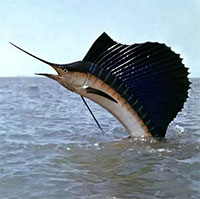 Quái vật ăn thịt mõm kiếm dài, sắc nhọn săn mồi nhanh kỷ lục đại dương