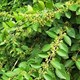 Loại cây là "dược liệu vàng" giúp kiểm soát đường huyết, hạ huyết áp hiệu quả