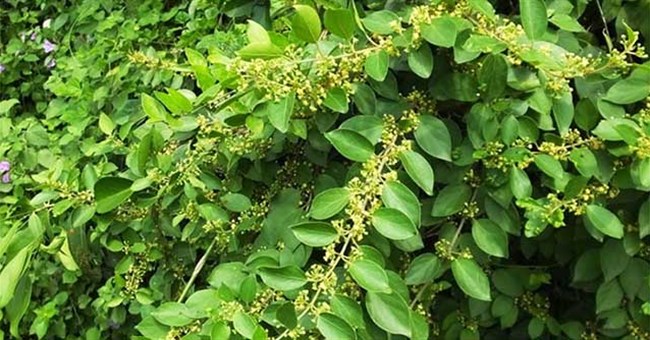 Loại cây là "dược liệu vàng" giúp kiểm soát đường huyết, hạ huyết áp hiệu quả