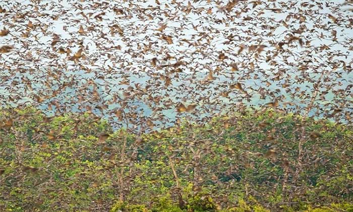 Cuộc di cư lớn nhất thế giới của động vật có vú