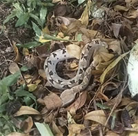 Loài rắn độc nguy hiểm thường gặp tại Việt Nam, được ví như "mìn sống"