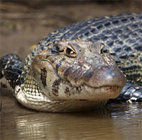Cá sấu caiman đen - kẻ săn mồi đỉnh cao