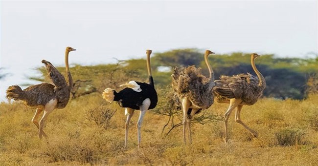 Tại sao sư tử, được mệnh danh là "kẻ săn mồi hàng đầu", lại hiếm khi săn đà điểu?