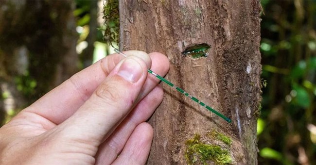 Liên tục tìm thấy "vàng trắng", chuyên gia kết luận: Chỗ nào có loại cây này nơi đó có kho báu!