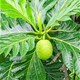 Loại lá là "dược liệu vàng" giúp hạ đường huyết, thanh lọc thận, đào thải axit uric, ngừa cả bệnh tim