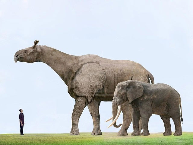 Động vật có vú trên cạn lớn nhất từng sống là Paraceratherium - Thực sự là nó lớn đến mức nào?