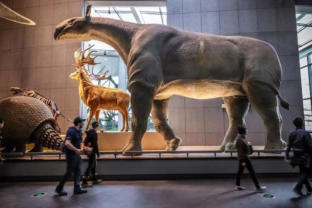 Động vật có vú trên cạn lớn nhất từng sống là Paraceratherium - Thực sự là nó lớn đến mức nào?