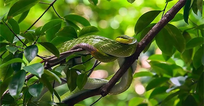 Loài rắn mang tên gọi đáng sợ và giống hệt rắn độc nhưng vô hại