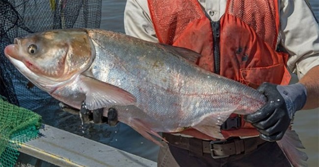 Mỹ treo thưởng cho cần thủ bắt cá mè xâm hại