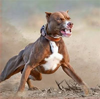 Liệu 20 con chó pitbull có thể sống sót trong một tuần nếu được đưa vào thảo nguyên châu Phi?
