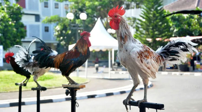 Giống gà biểu tượng quyền lực của hoàng gia cất 
