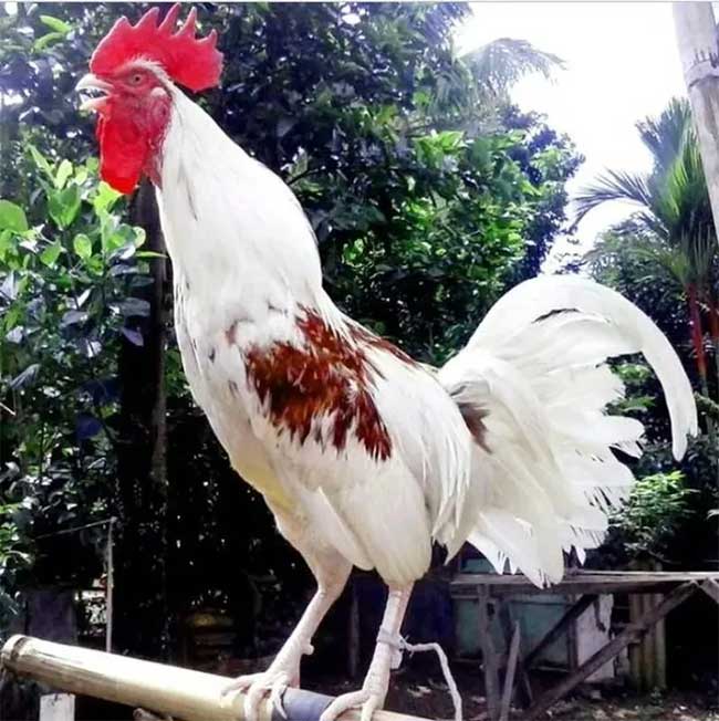 Giống gà biểu tượng quyền lực của hoàng gia cất 