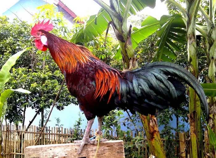 Giống gà biểu tượng quyền lực của hoàng gia cất 